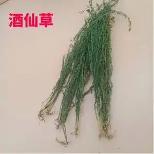 900人付款淘宝酒草九龙草珍珠草酒仙草小星宿草野生