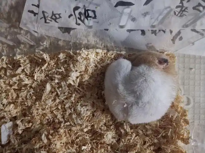 p1~8都是到家五个月之后,睡姿逐渐狂野#金丝熊  #白腰米熊 #仓鼠日常