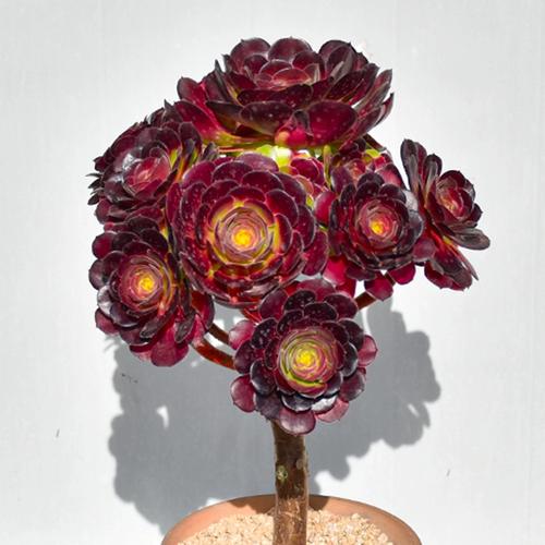 玫瑰法师多肉植物老桩稀有品种铜壶黑法师大颗好养肉肉花盆栽大株