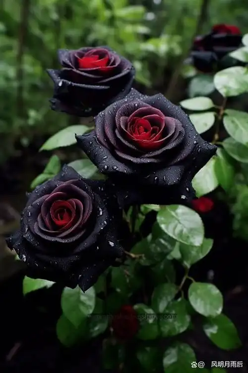 黑玫瑰的花语是你是恶魔
