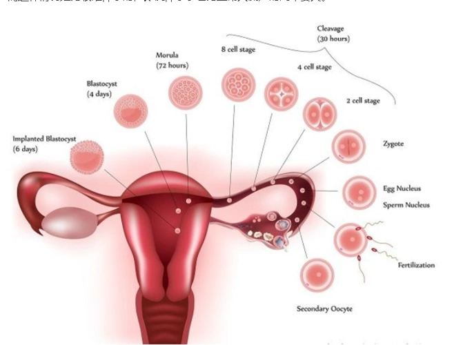 读懂弓形子宫是什么