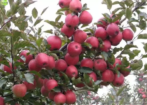 乡村微课堂苹果树夏季管理