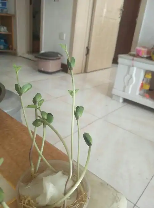 今天我的豆芽变成了豆苗,看他们长得多旺盛.   这真的好神奇呀.