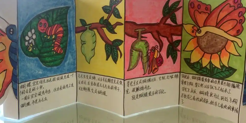 蝴蝶的生长过程