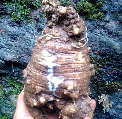 山里有种"萝卜"1斤50元,价值堪比"人参",见到记得挖回家!