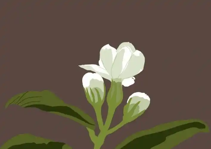 照片转插画茉莉花