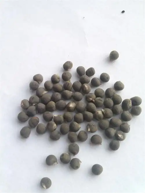 供应河南黄秋葵种子多少钱一斤