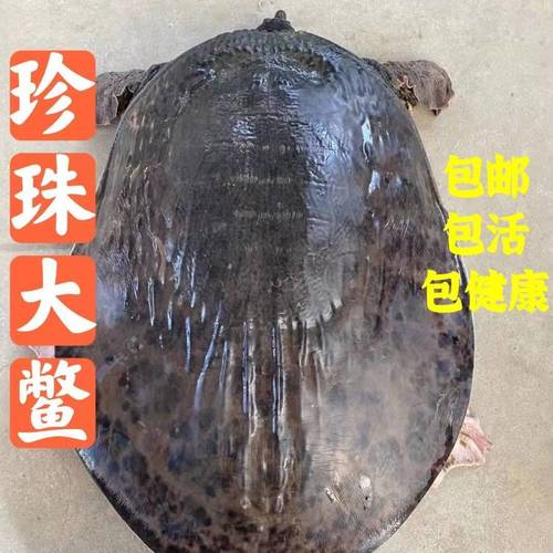 珍珠鳖超大正宗外塘大甲鱼活体足斤足称到家高营养滋补食用聚餐