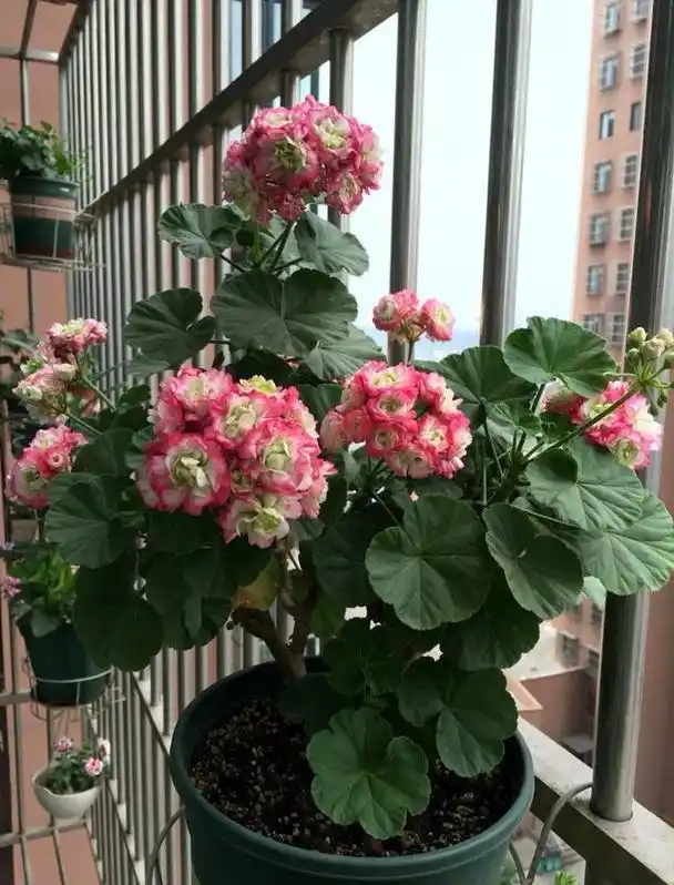 长得像玫瑰的天竺葵—日碗,好看又好养,四季都看花,你值得拥有