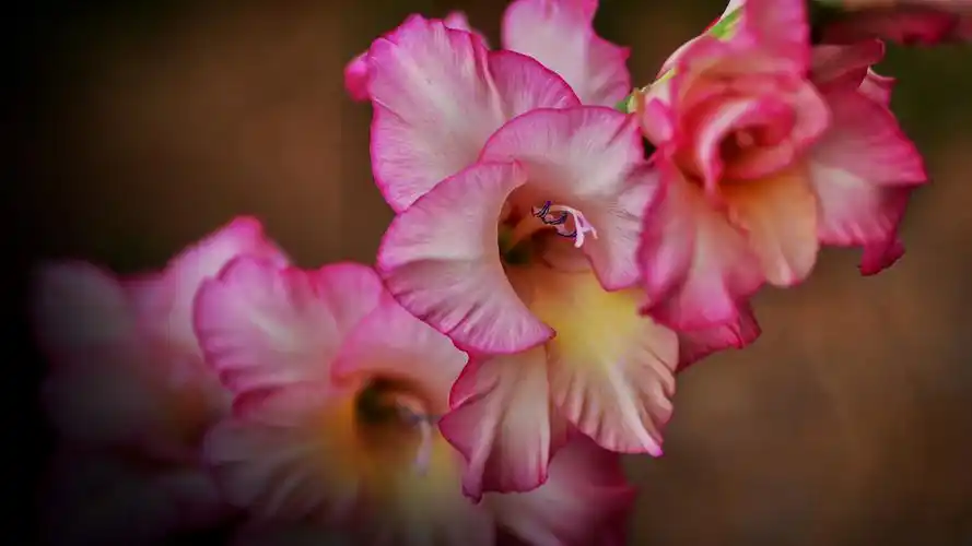 粉红色的剑兰花微距摄影