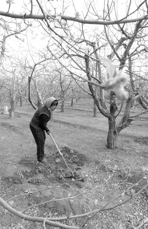 4月9日,在榆次区修文镇郭村的田间地头,到处可见农民剪枝,翻地,施肥