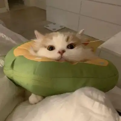 猫头像呆萌,高清好看的可爱大眼萌猫头像图片_动物头像_头像屋