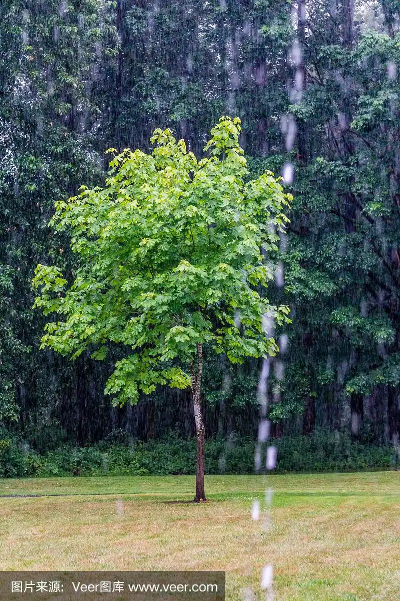 雨中的树
