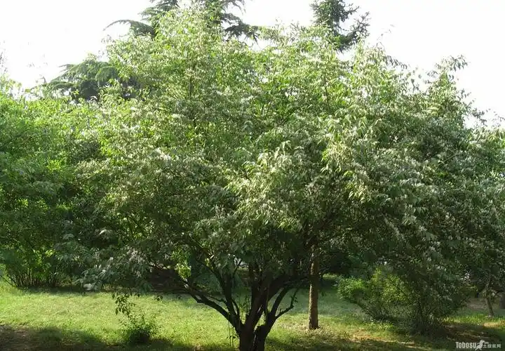 金银木和金银花的区别金银木图片大全及资料简介