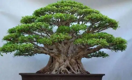 小榕树的养殖方法和注意事项 小榕树桩景市场行情