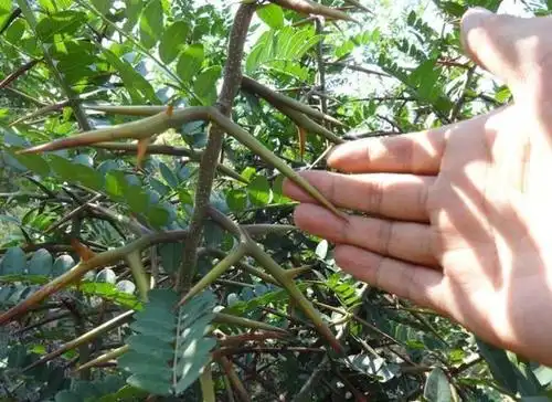 农村这种植物浑身带刺,但它却很受欢迎,它的果实堪称洗头神器
