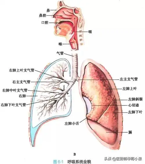 「高清彩图」肺,支气管的彩色解剖图谱