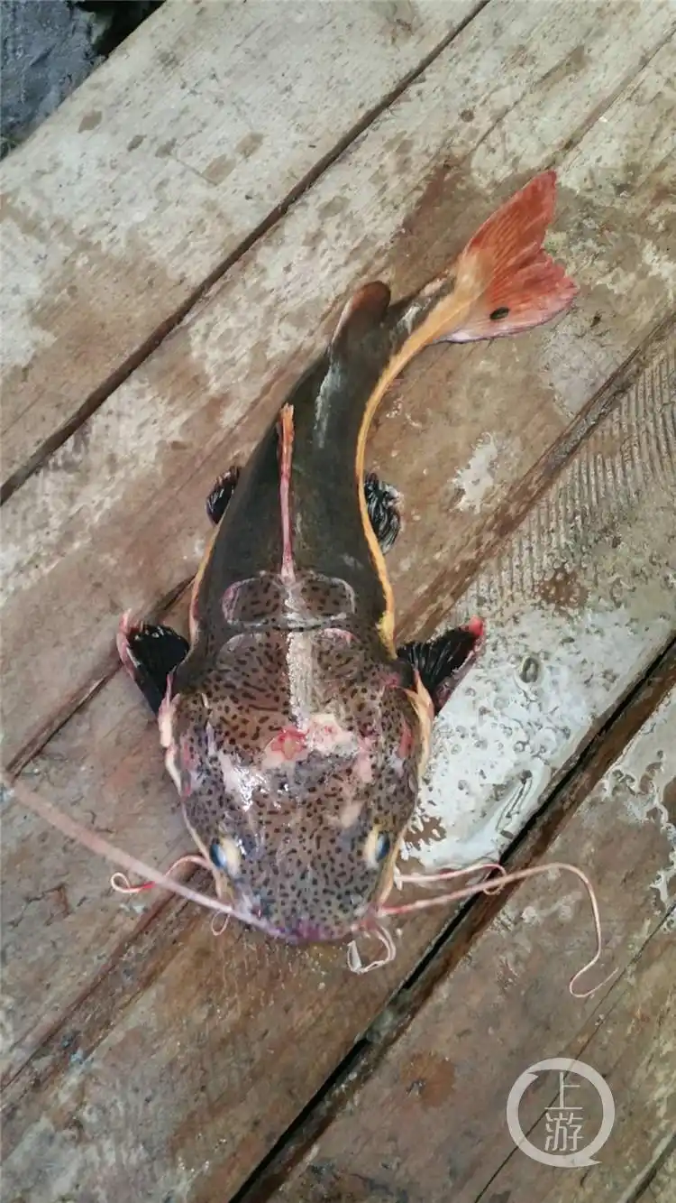 看似呆萌实则凶猛,有人在南川放生外来物种红尾鲶