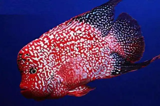 德萨金花是取德州豹与金花罗汉鱼品系杂交而来的品种,这个品种的鱼