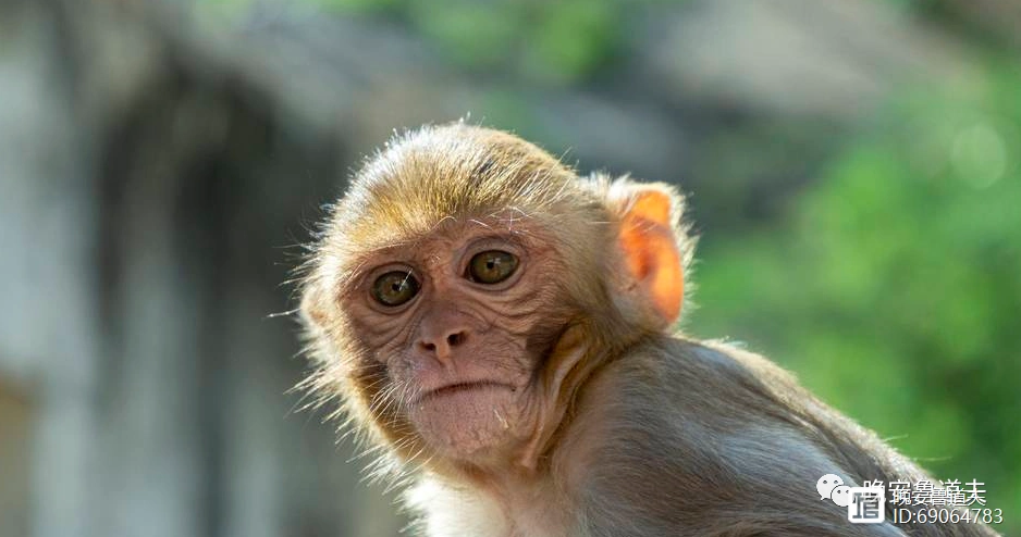 重回青春猴上腺素monkeygland