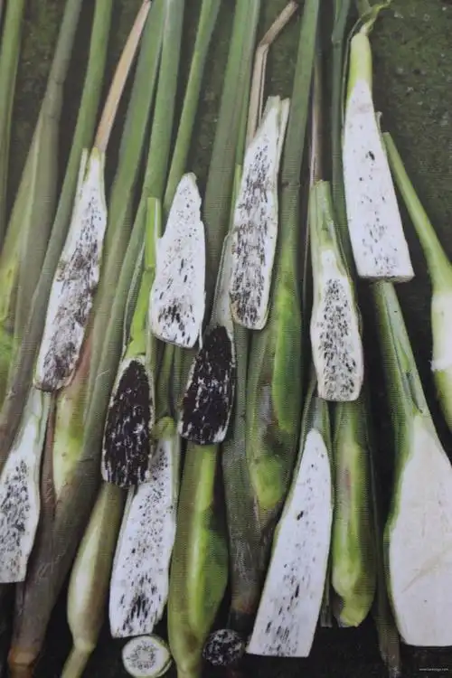 子实体长可达5mrn,宽可达3mm,生长于菰(茭白)叶部,圆柱形至