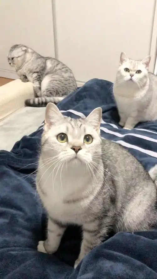 猫咪团今天正式出道!