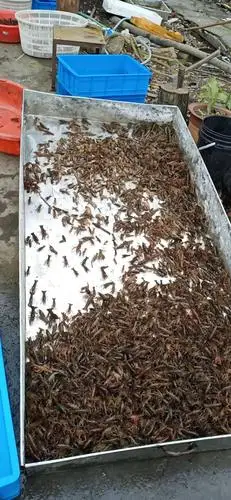 小龙虾虾苗