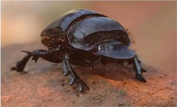 屎壳郎吃什么食物屎壳郎是不是害虫