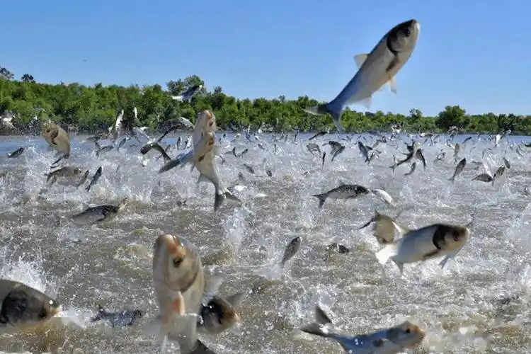 二十万斤翘嘴泛滥成灾求助钓鱼人渔获全带走