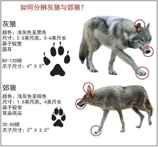 被灰狼及美洲狮暴打的郊狼在城里闯出了一片天还与狗成了亲家