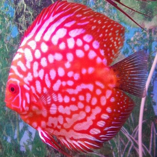 热带淡水水族七彩神仙鱼宠物观赏鱼厘米品种规格鱼