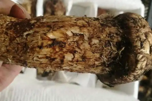 新鲜松茸发臭还能吃吗新鲜松茸的等级品质划分