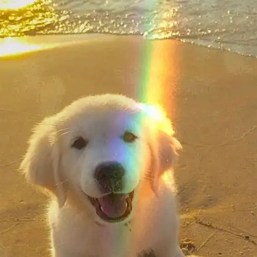 想找一些图里有小金毛的头像