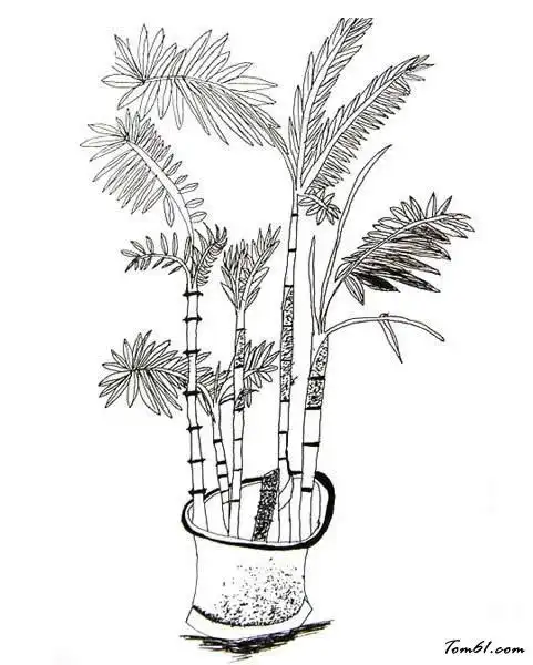 文竹花的简笔画