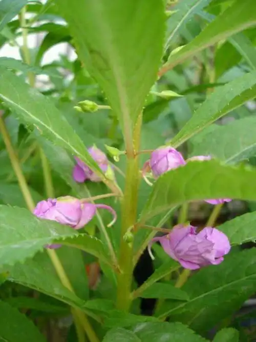 我家的凤仙花枯萎了不知道怎么回事是土有问题呢还是怎么了求好心人