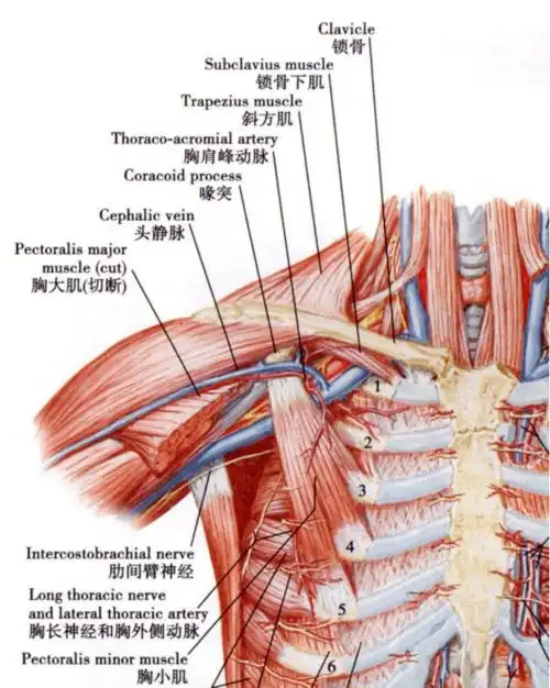jca专栏 | 锁骨下静脉置管拔出后搏动性出血不止,最终血管造影找出