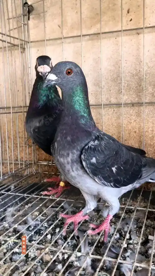 鸽子#吴淞远程长途鸽,有些好的鸽子送出去几年都会飞回来,鸽友们你们
