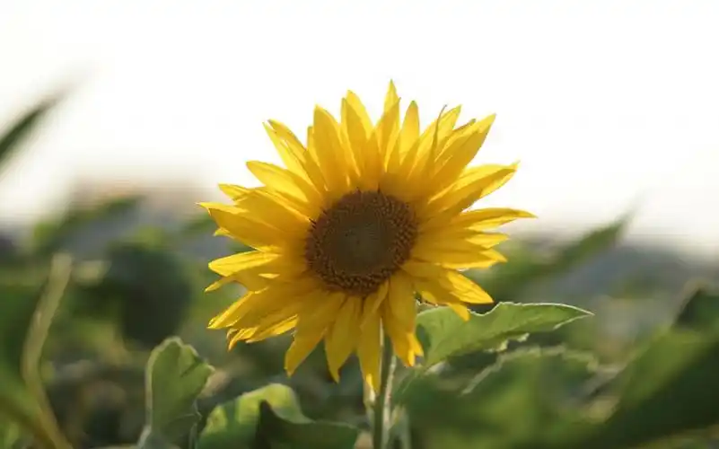 向阳而开的向日葵1366x768分辨率查看