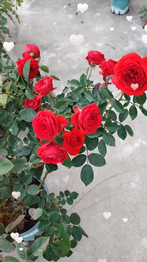 月季——红苹果:红得很正的一个月季品种