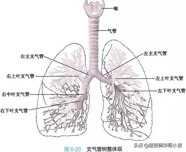「高清彩图」肺,支气管的彩色解剖图谱