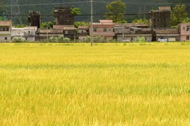 又是一年早稻丰收季——台山市乡村2020年水稻成熟季节风光记录.