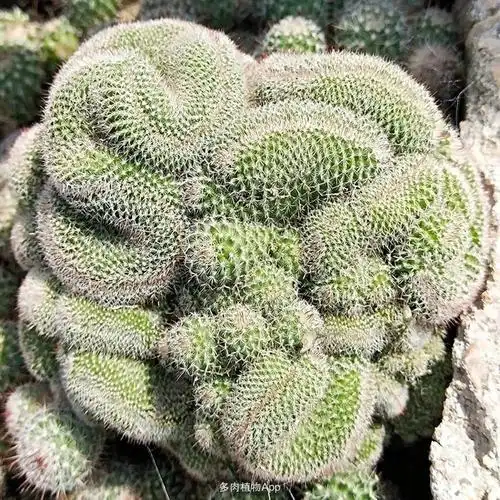 有可能是白毛掌的缀化,也有可能是玉翁缀化,图是玉翁缀化