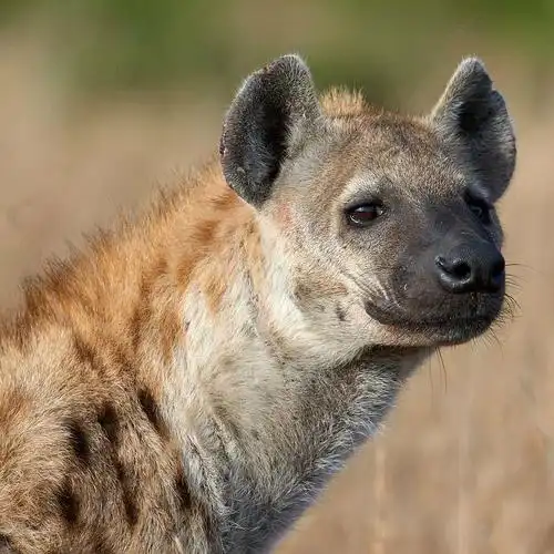 总得票:417外文名称:spotted hyaena别名:斑点鬣狗科:鬣狗科分部区域