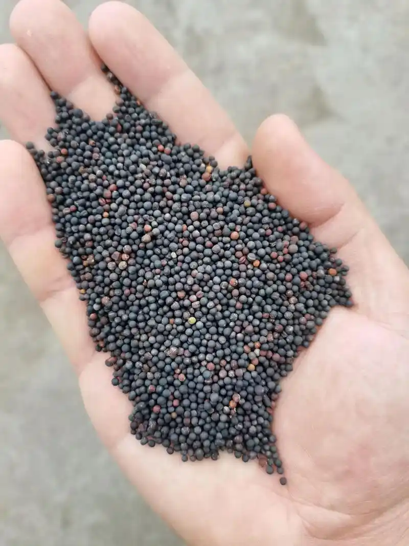 大量供应本地优质菜籽,熟榨的出油三十七斤左右,油色金黄透亮, - 抖音