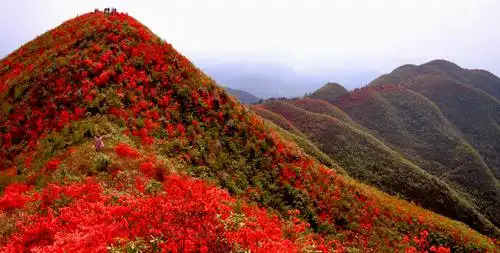 满山红花惹人醉