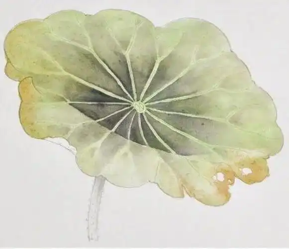 工笔画学习|正面荷叶的画法及分染罩染步骤