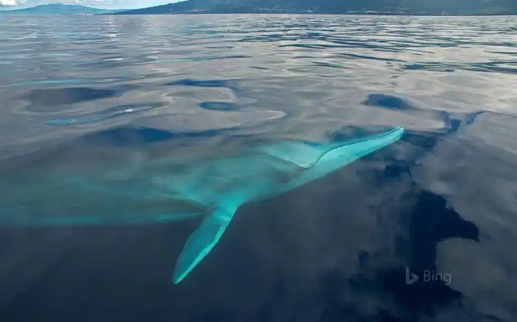 today on bing-fin whales(march 3,2019)