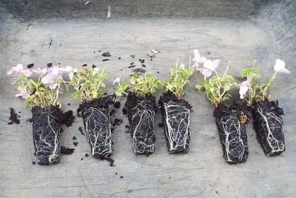 原创朋友的凤仙花要修剪,剪的枝条浸泡水里生根,很快养成健壮植物