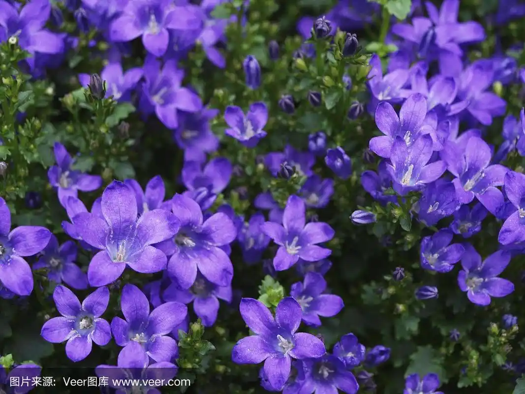 蓝色风铃花或风铃花束