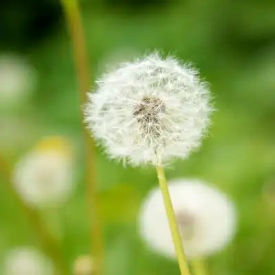 好看的蒲公英头像清新唯美蒲公英高清图片